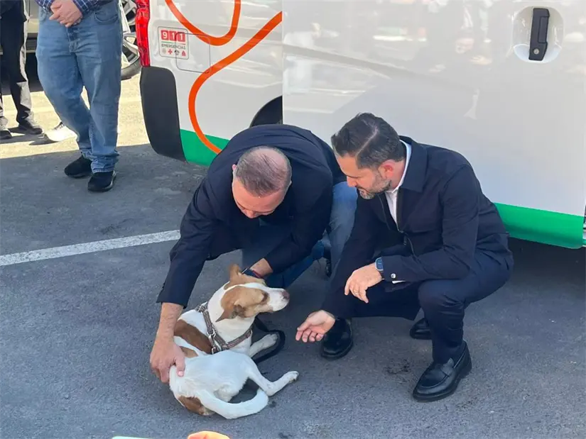 imagen recuadro La perrita Runner emocionó a miles con su hazaña en el Maratón de Monterrey, tocando profundamente los corazones de todos. Foto: Yarince Torres