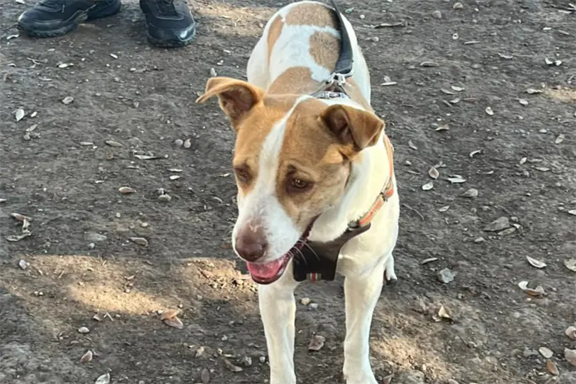 imagen recuadro A través de su valiente participación en el Maratón de Monterrey, Runner se robó el corazón de quienes la conocieron. Foto: Yarince Torres
