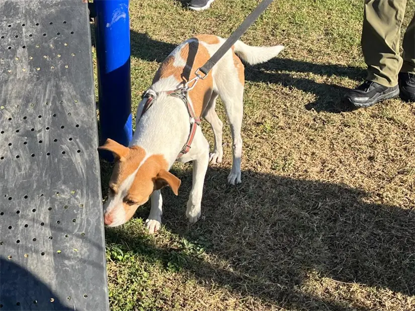 imagen recuadro La perrita Runner emocionó a miles con su hazaña en el Maratón de Monterrey, tocando profundamente los corazones de todos. Foto: Yarince Torres