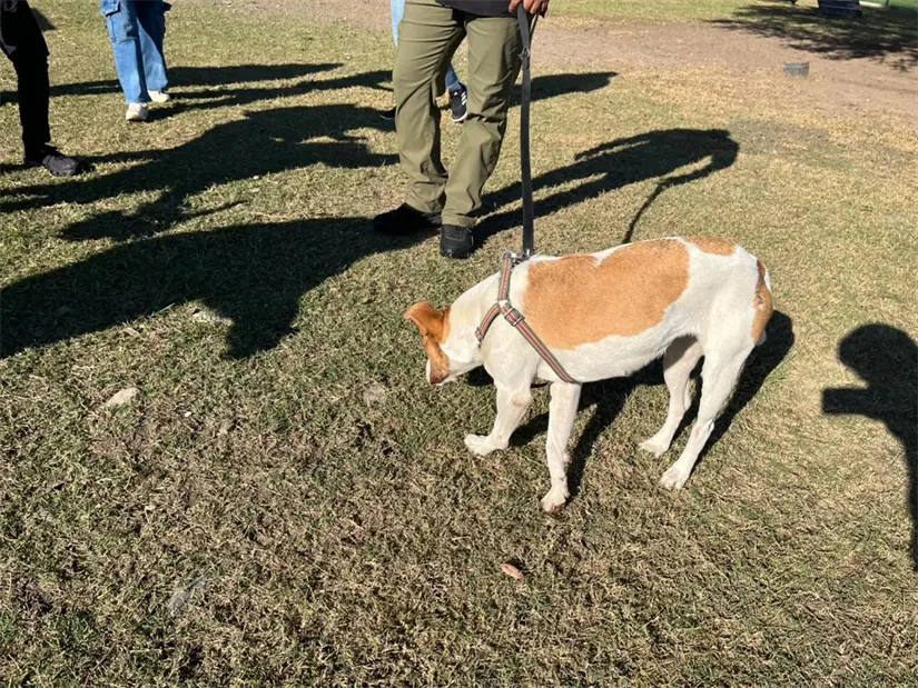 imagen recuadro A través de su valiente participación en el Maratón de Monterrey, Runner se robó el corazón de quienes la conocieron. Foto: Yarince Torres