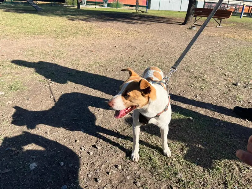 imagen recuadro La conmovedora historia de Runner, la perrita que se volvió famosa tras correr en el Maratón de Monterrey, inspira a muchos. Foto: Yarince Torres