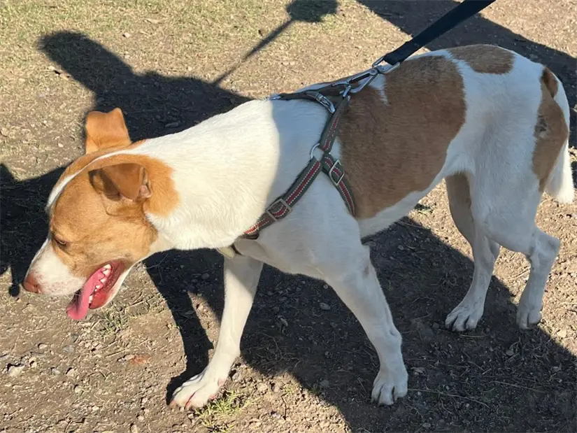 imagen recuadro En el Maratón de Monterrey, una perrita llamada Runner logró tocar los corazones de todos con su inspiradora historia. Foto: Yarince Torres