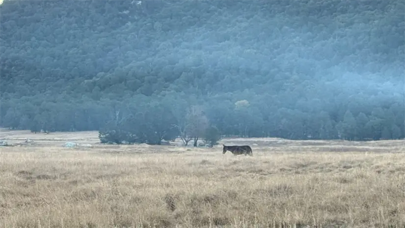 Paisaje del interior de la Sierra de la Laguna, donde la actividad ganadera tradicional convive con zonas de alto valor ecológico dentro de la reserva. Foto: Cortesía POSTA Baja California Sur