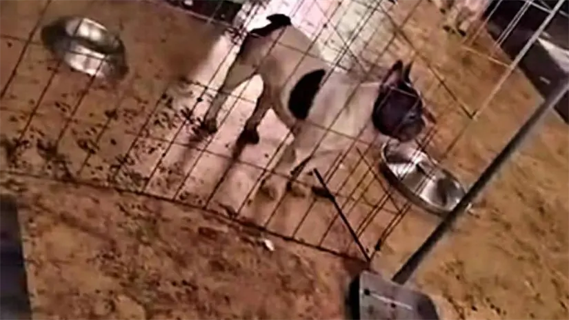 Gracias a denuncias ciudadanas en redes sociales, autoridades lograron asegurar a varios perros. Foto: X @PuntoMedioEdo