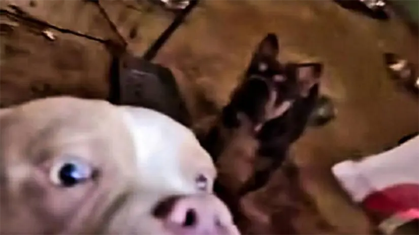 Personal de Bienestar Animal constató la falta de higiene y alimentación. Foto: X @PuntoMedioEdo