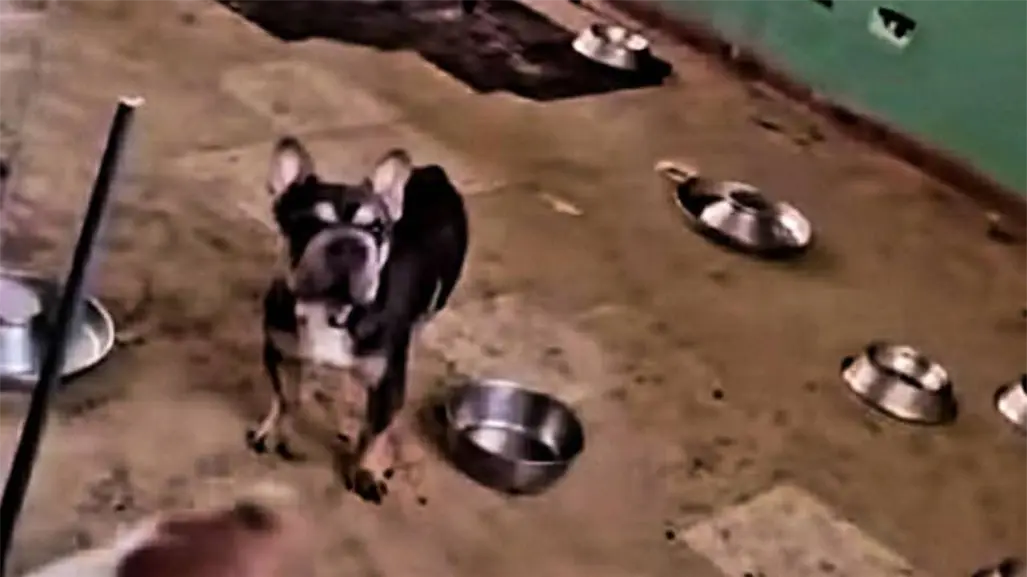 Autoridades de Edomex rescatan a 11 perros v&iacute;ctimas de maltrato en este municipio