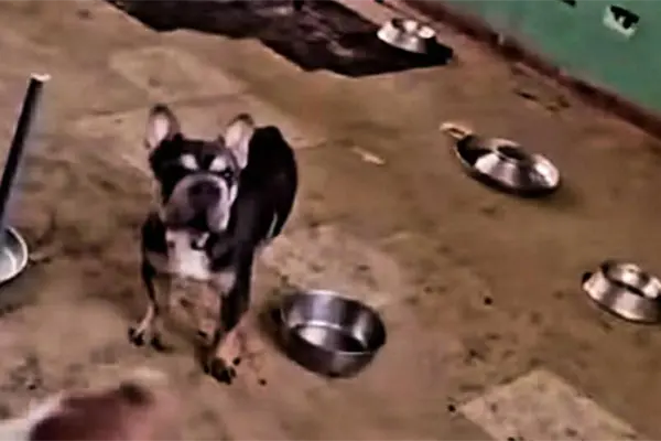 Autoridades de Edomex rescatan a 11 perros v&iacute;ctimas de maltrato en este municipio