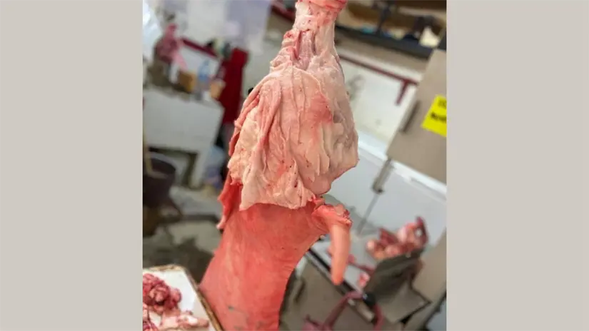 Los animales criados y sacrificados presentan mayor riesgo para la salud | FOTO: Axel Hassel