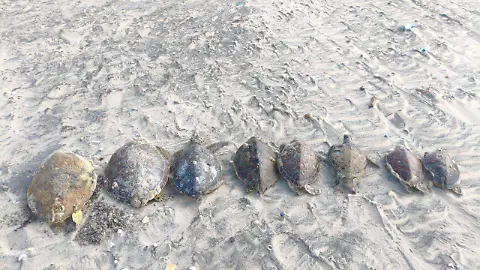 Tortugas marina. Foto | SEDUMA