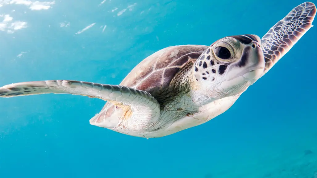 Mortandad de tortugas en playa Bagdad preocupa a ambientalistas, se han registrado m&aacute;s de 30 en una semana