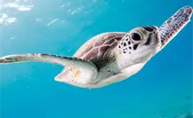 Mortandad de tortugas en playa Bagdad preocupa a ambientalistas, se han registrado más de 30 en una semana