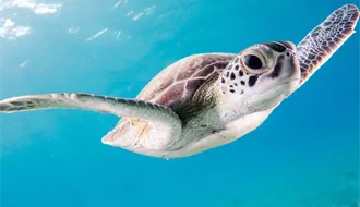 Mortandad de tortugas en playa Bagdad preocupa a ambientalistas, se han registrado más de 30 en una semana