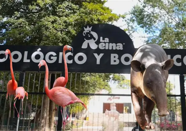 Vuelve a abrir el zool&oacute;gico La Reina de Tizim&iacute;n tras poco m&aacute;s de dos meses cerrado