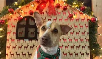 Allegree victoria abre set navideño para las mascotas