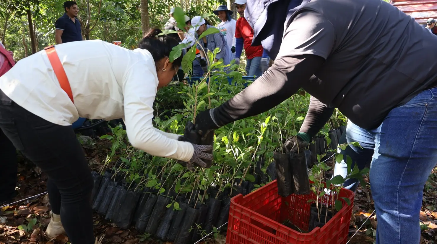 Las plantas nativas son esenciales para la reforestación. Foto: Cortesía
