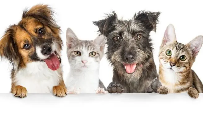 imagen recuadro imagen recuadro