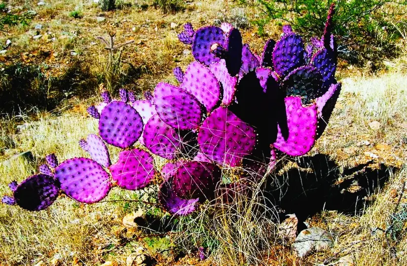 imagen recuadro imagen recuadro