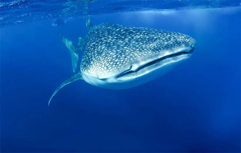 imagen recuadro imagen recuadro