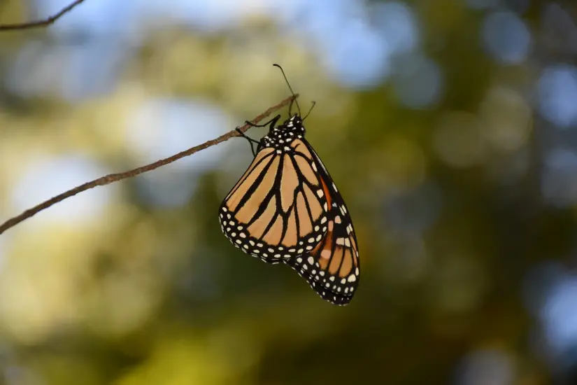 imagen recuadro imagen recuadro