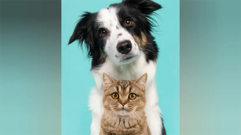 imagen recuadro imagen recuadro