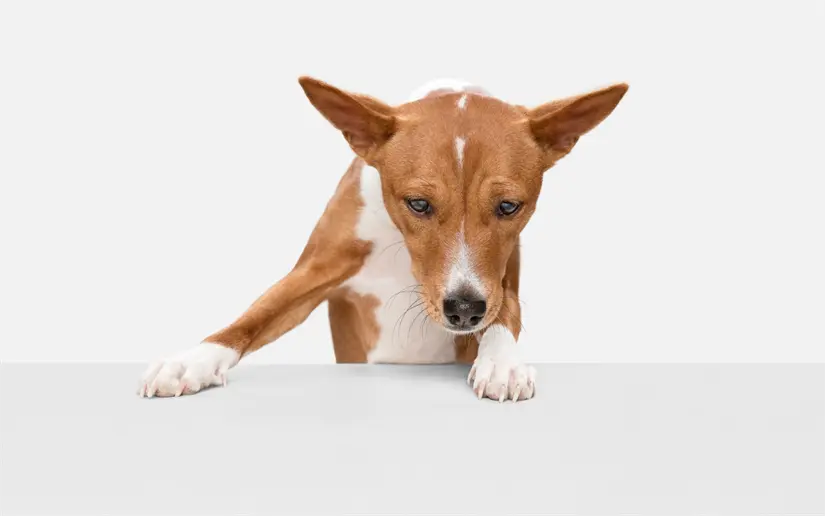 imagen recuadro imagen recuadro