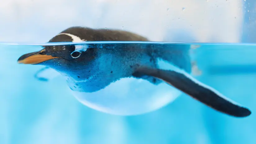 imagen recuadro imagen recuadro